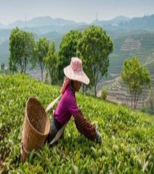 Black CTC Green 1st grade